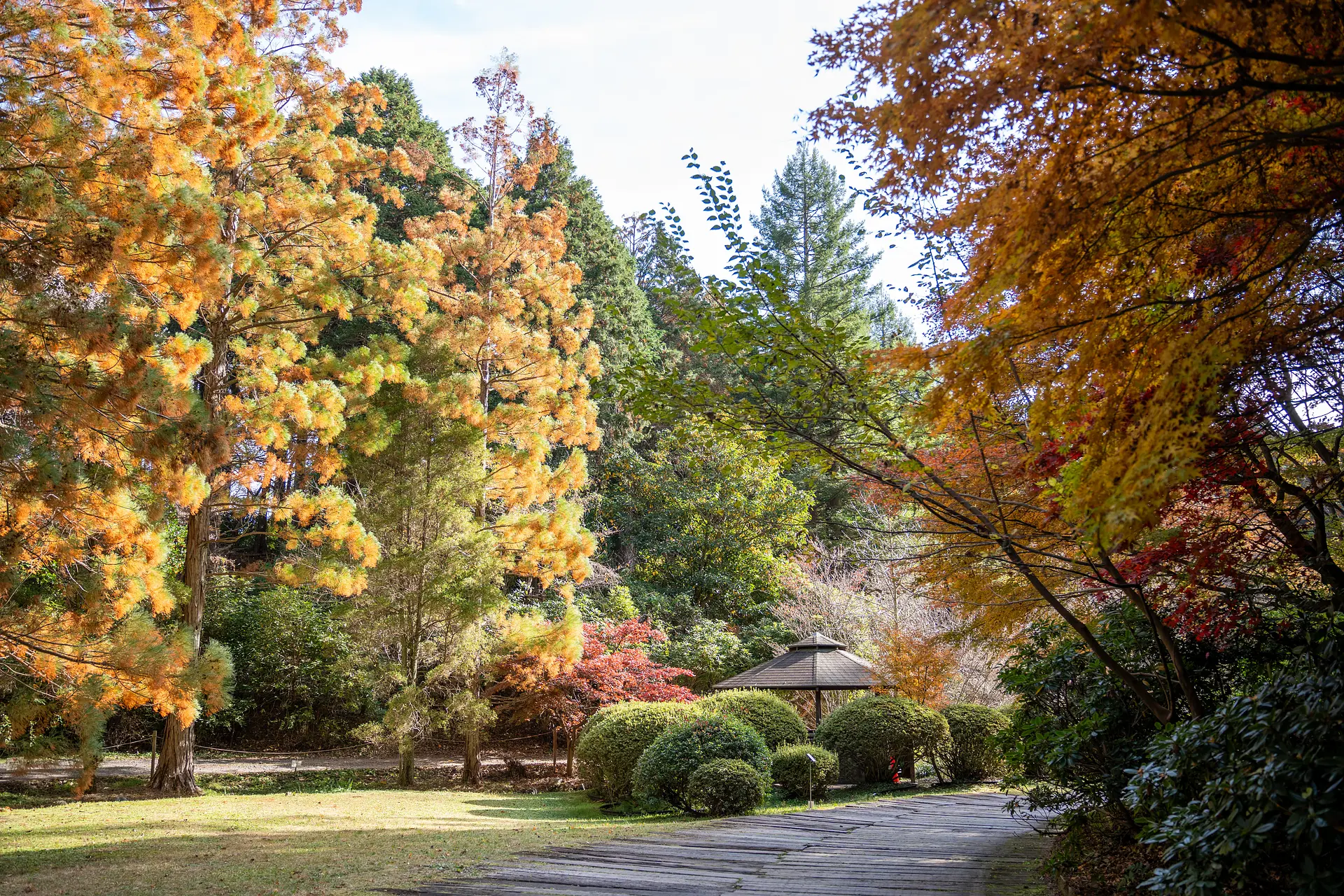 レッドヒルヒーサーの森