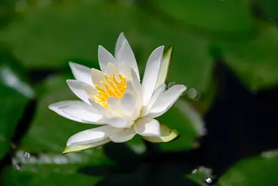 レッドヒルヒーサーの森の睡蓮（5）