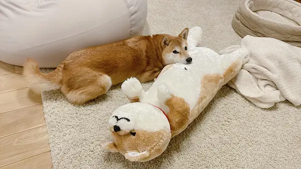 柴犬りんご郎&おたかの画像