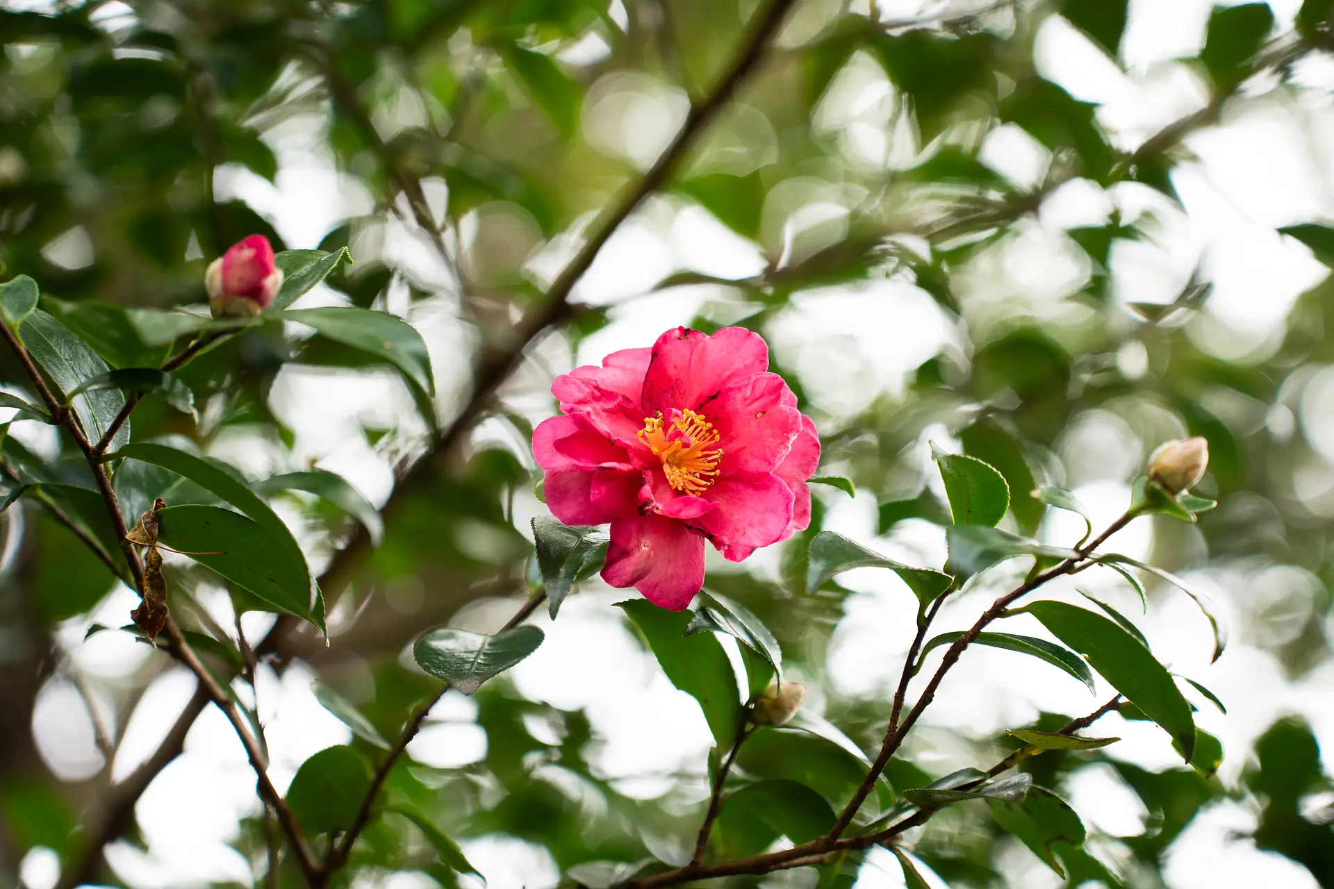 正法寺山荘跡の山茶花