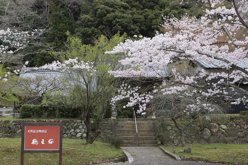 【2024年版】津市芸濃町の桜スポット4選 観光三重(かんこうみえ) 三重県の観光・旅行情報はここ！