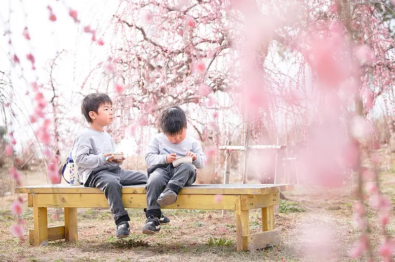 Observación de los cerezos en flor de Kazahaya no Sato