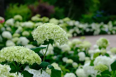 赤塚植物園のアジサイ（2）