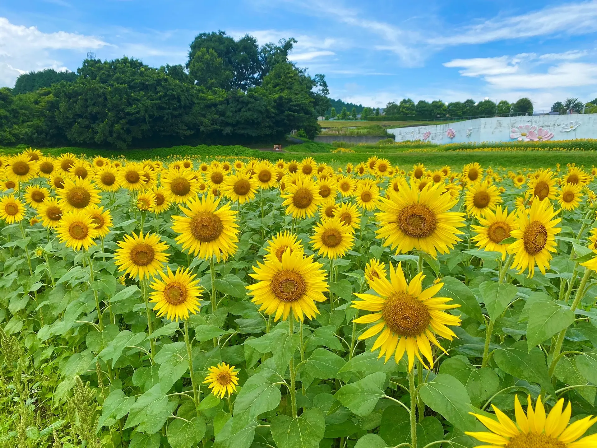 とことめの里のひまわり畑