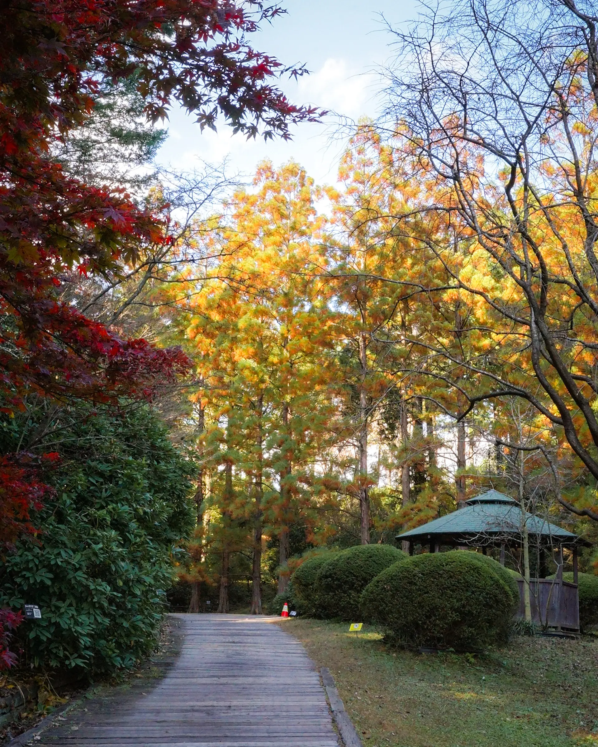 スイショウの並木