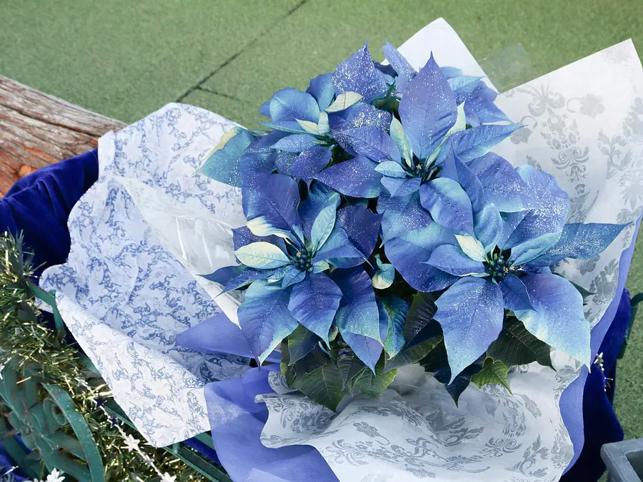 クリスマスフォトスポットができました!