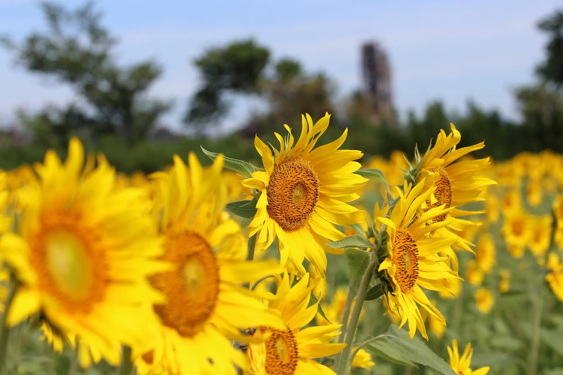 向こうには太平洋セメント工場