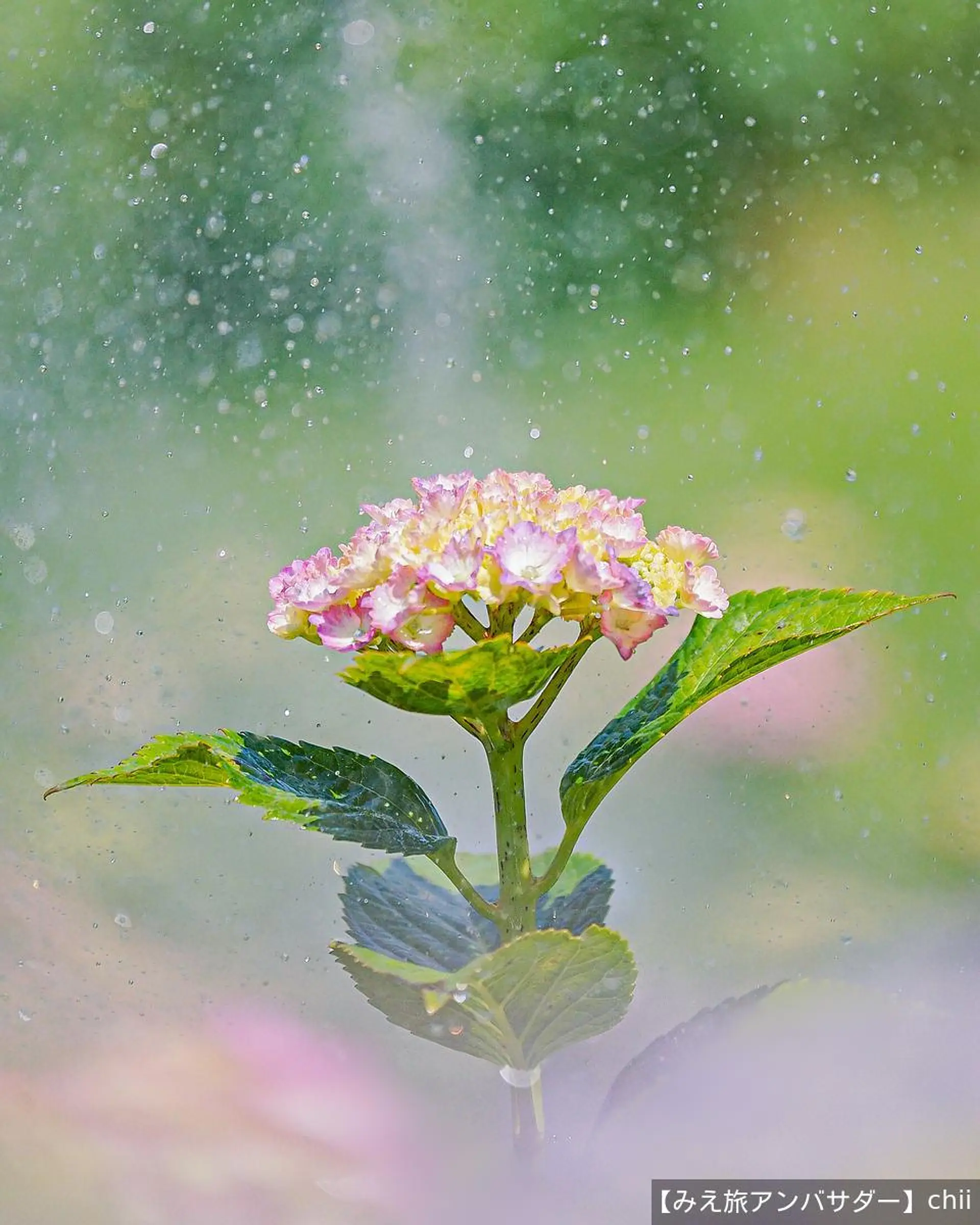 スプリンクラーを浴びる紫陽花