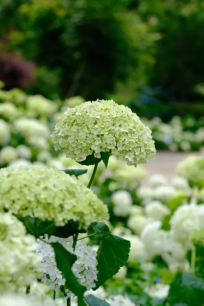 赤塚植物園のアジサイ（3）