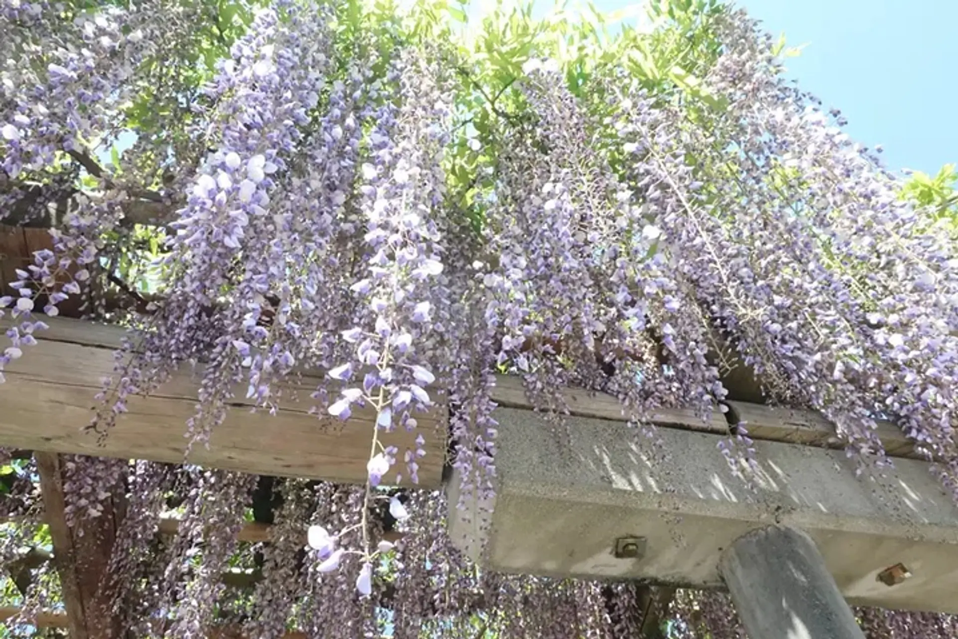 松阪公園（松坂城跡）の藤
