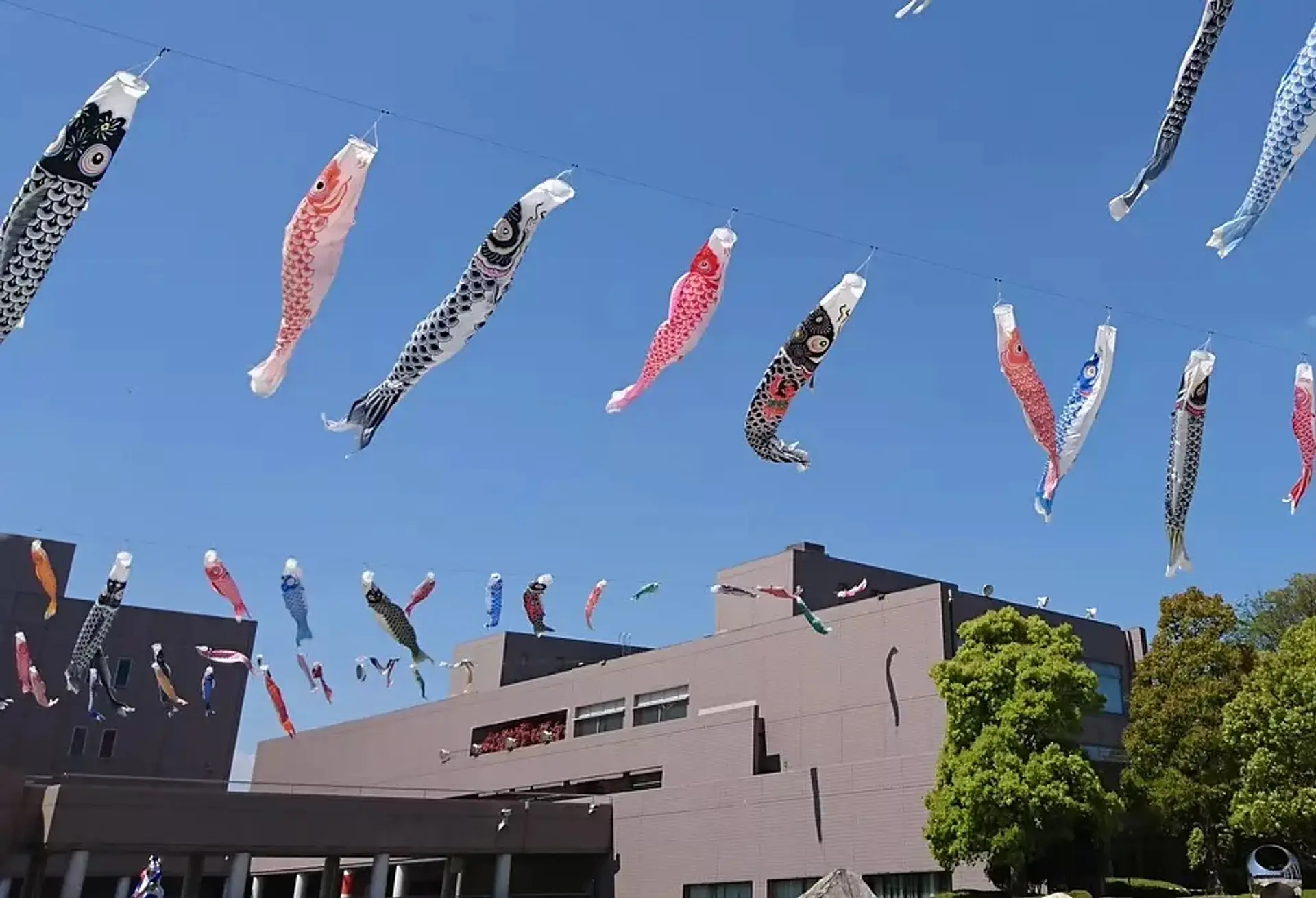 春のそうぶんに行こうよ！こいのぼりがいっぱい！！