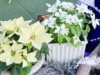 クリスマスフォトスポットができました!