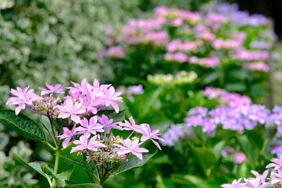 赤塚植物園のアジサイ（4）