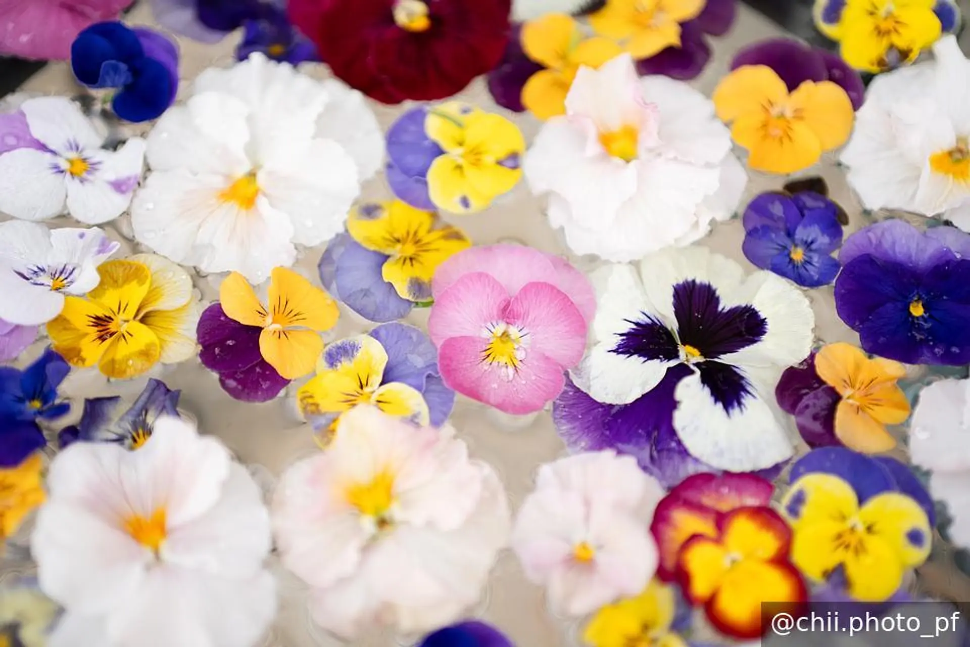 フローティングフラワー