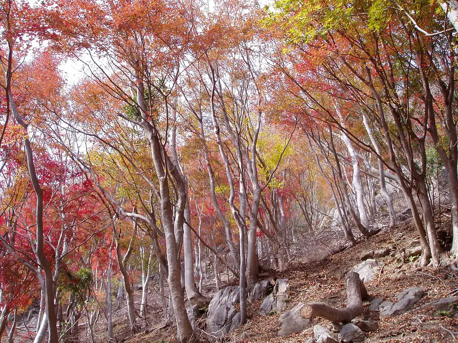 Feuilles d&#39;automne au mont Amokake, vallée de Momiji