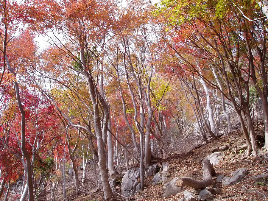 Hojas de otoño en el monte Amokake, valle de Momiji