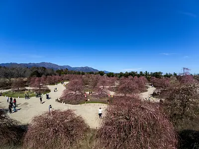 鈴鹿の森庭園の梅①