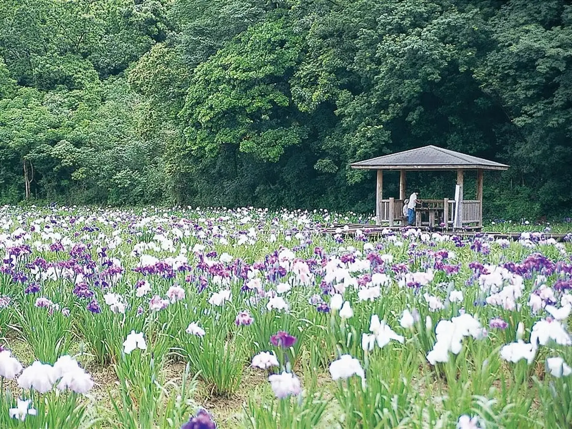 二見しょうぶロマンの森の花しょうぶ (伊勢市)