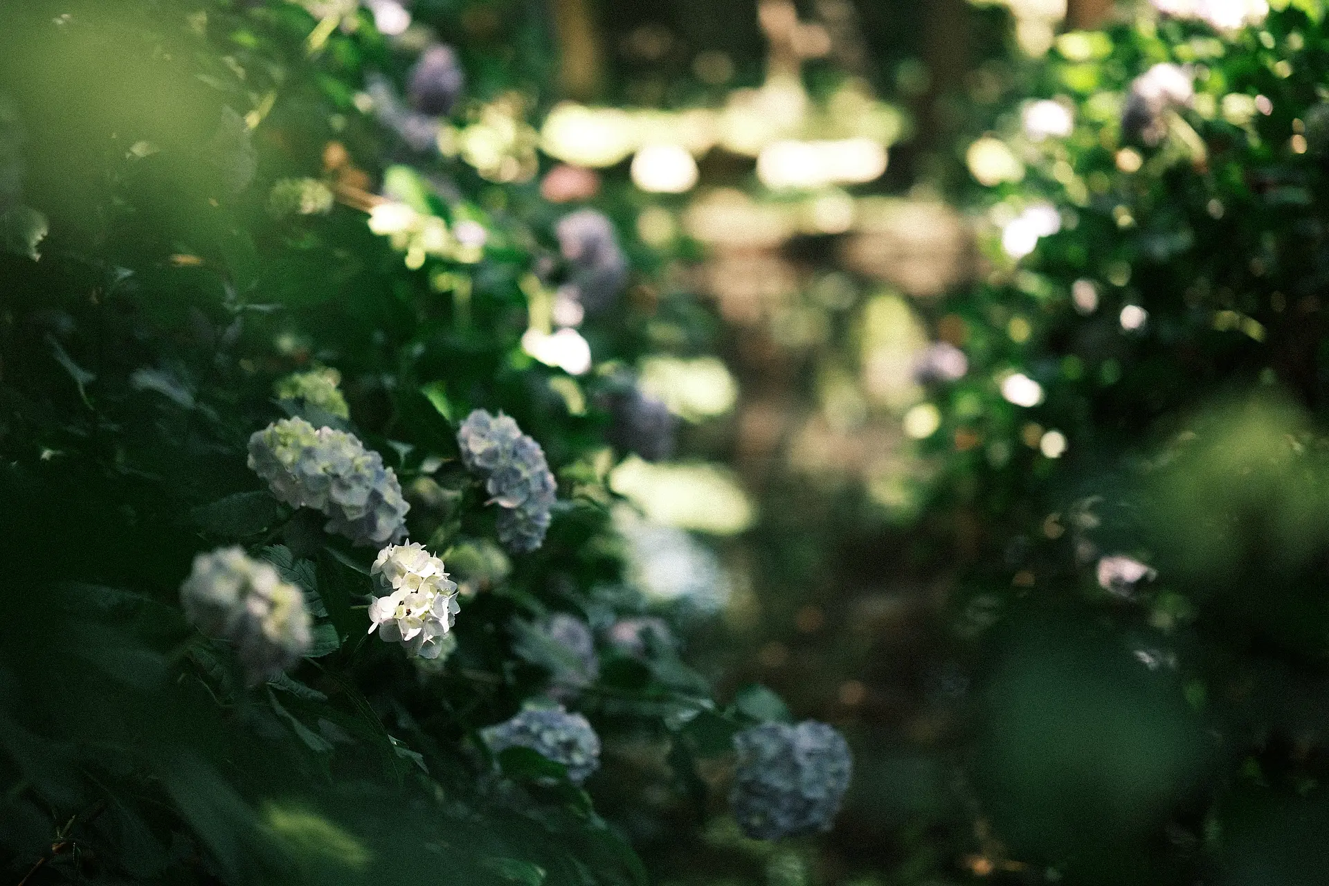 メナード青山リゾートのカモミール