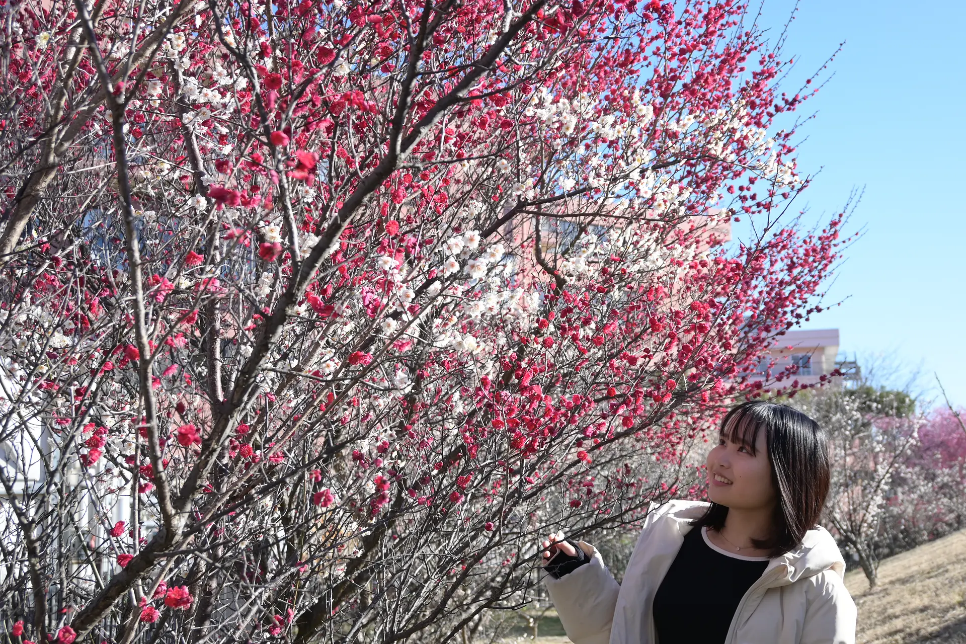 赤白ピンクのグラデーションの梅がきれい