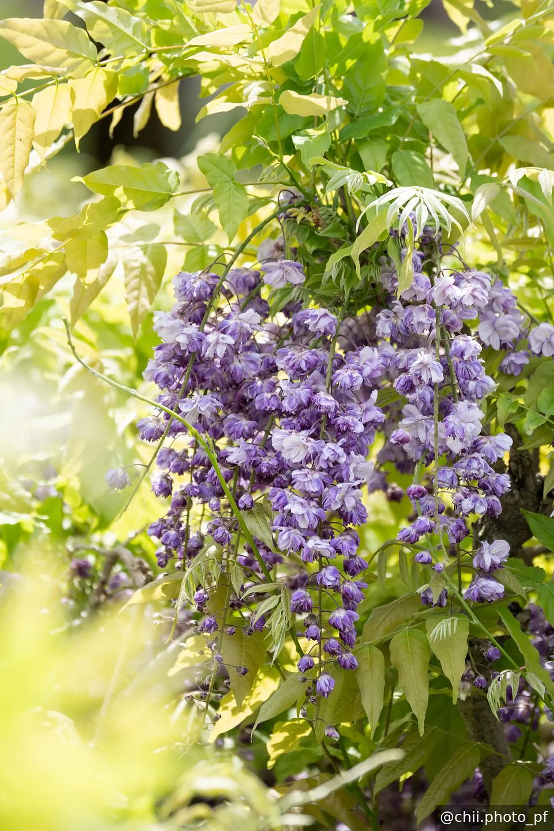 葡萄のような八重黒龍藤