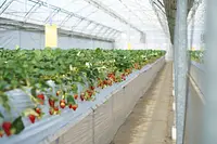 ニコニコファーム いちご農園ツアー 〜減農薬で育てる絶品いちごの秘密〜