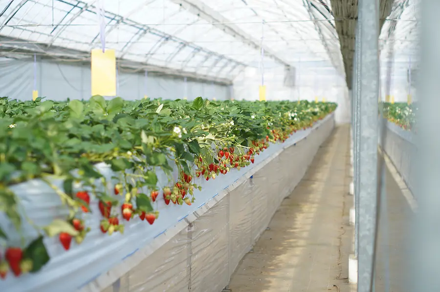 ニコニコファーム いちご農園ツアー 〜減農薬で育てる絶品いちごの秘密〜