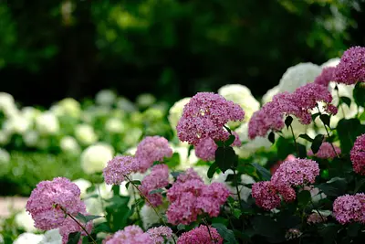 赤塚植物園のアジサイ（5）