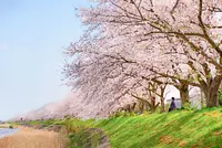 芸濃町北神山の安濃川沿桜並木
