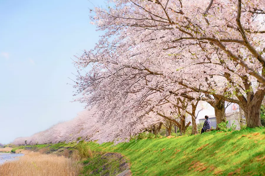 Cerezos en flor a lo largo del río Anogawa en Kitakamiyama, geinocho