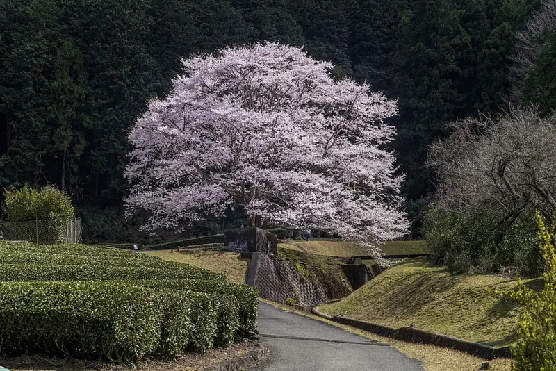 Fleurs de cerisier à l&#39;encre claire de Takehara