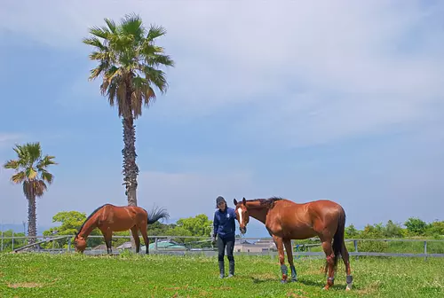 【为了大人的接触体验】 海边的马牧场体验2DAYS