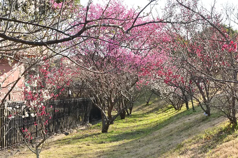 The best place to see plum blossoms is in the north zone.