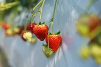 ニコニコファーム いちご農園ツアー 〜減農薬で育てる絶品いちごの秘密〜