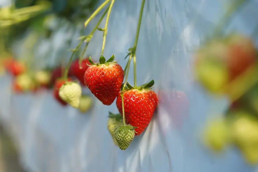 ニコニコファーム いちご農園ツアー 〜減農薬で育てる絶品いちごの秘密〜