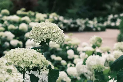 赤塚植物園のアジサイ（6）