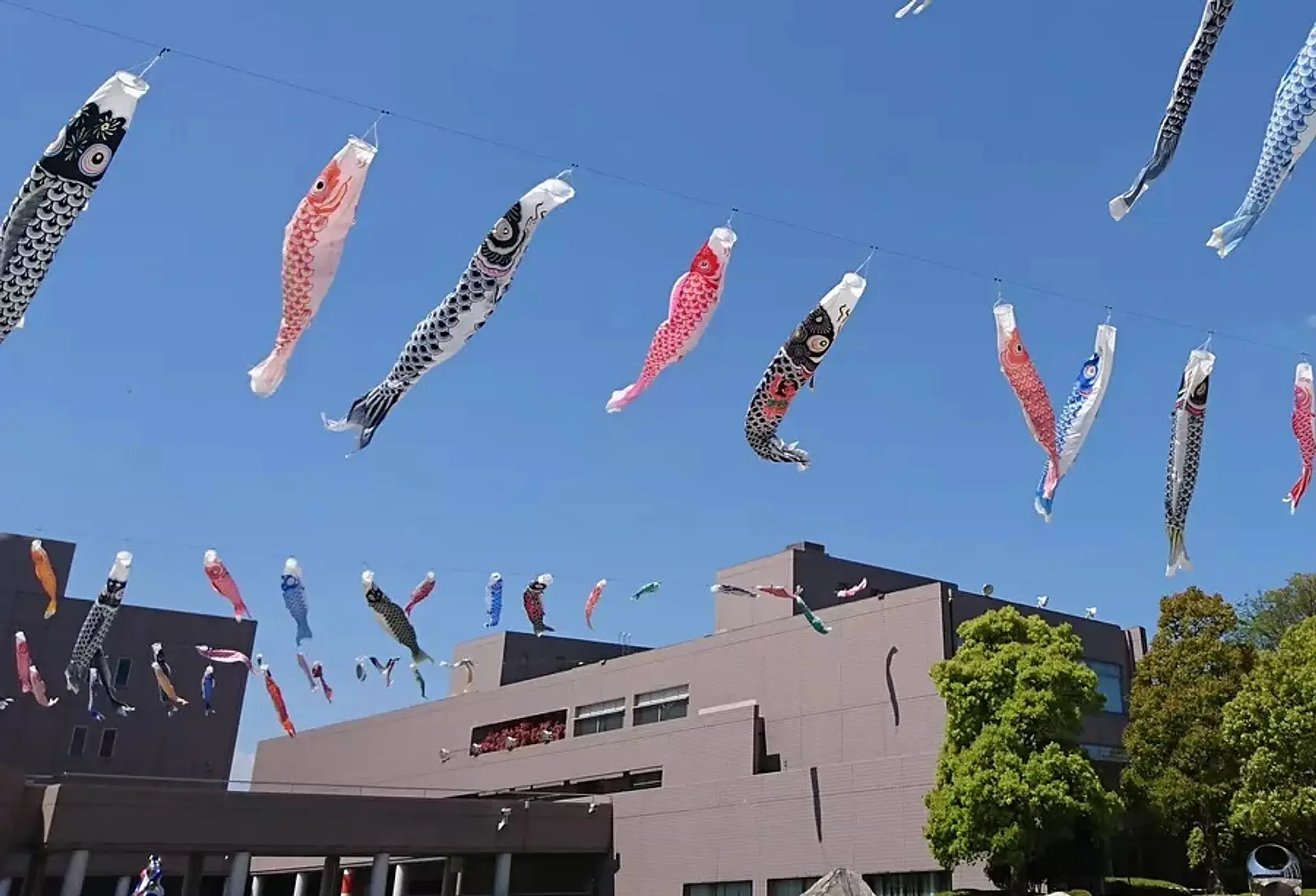 そうぶんの鯉のぼり