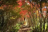 Hojas de otoño de Dodan Tsutsuji en el parque Maruyama