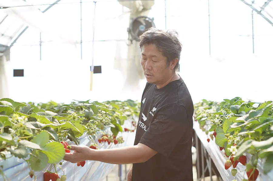 ニコニコファーム いちご農園ツアー 〜減農薬で育てる絶品いちごの秘密〜
