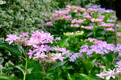 赤塚植物園のアジサイ（7）