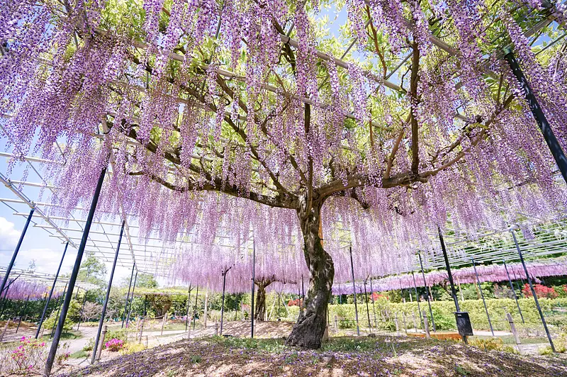 jardín de glicinas