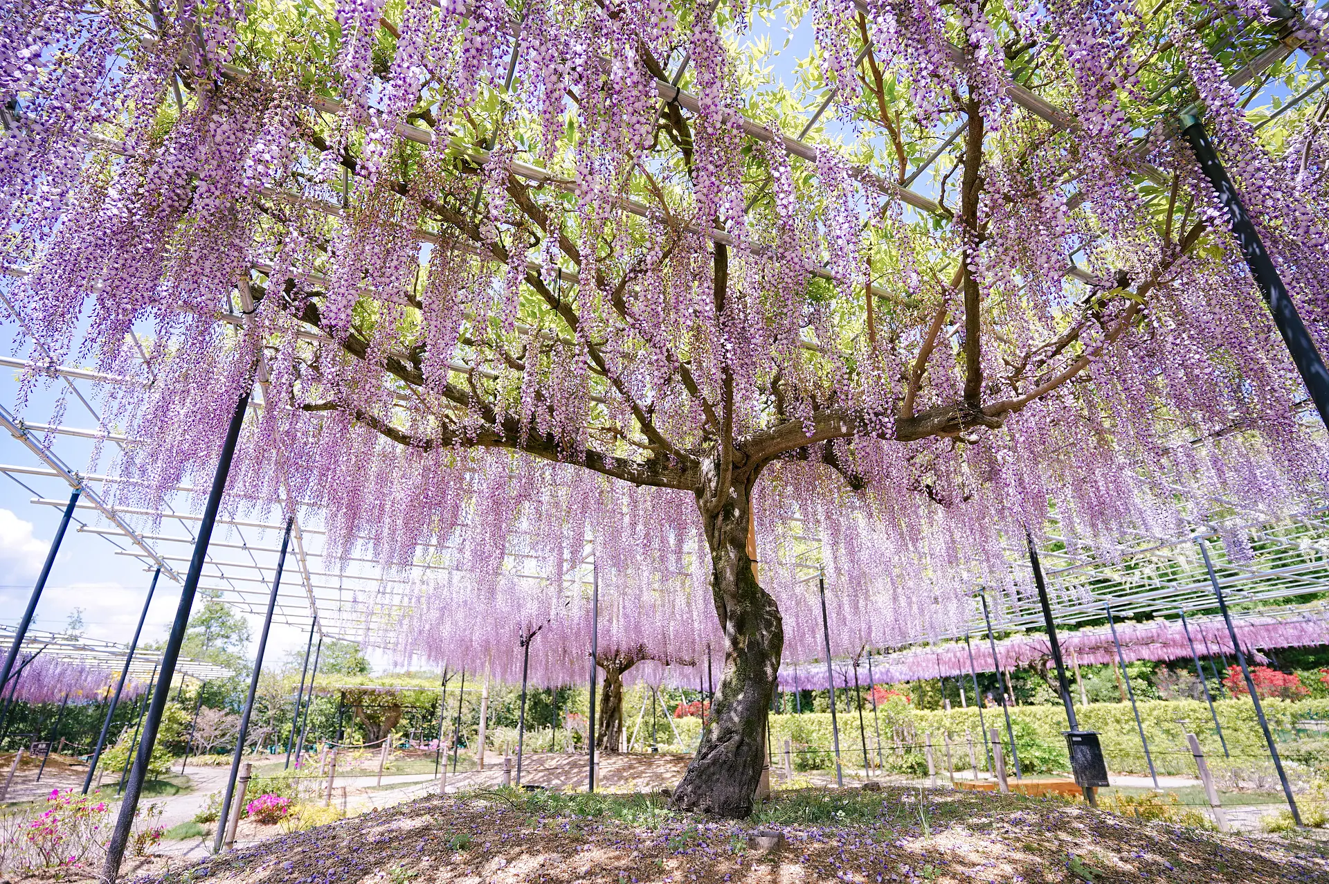 藤のガーデン