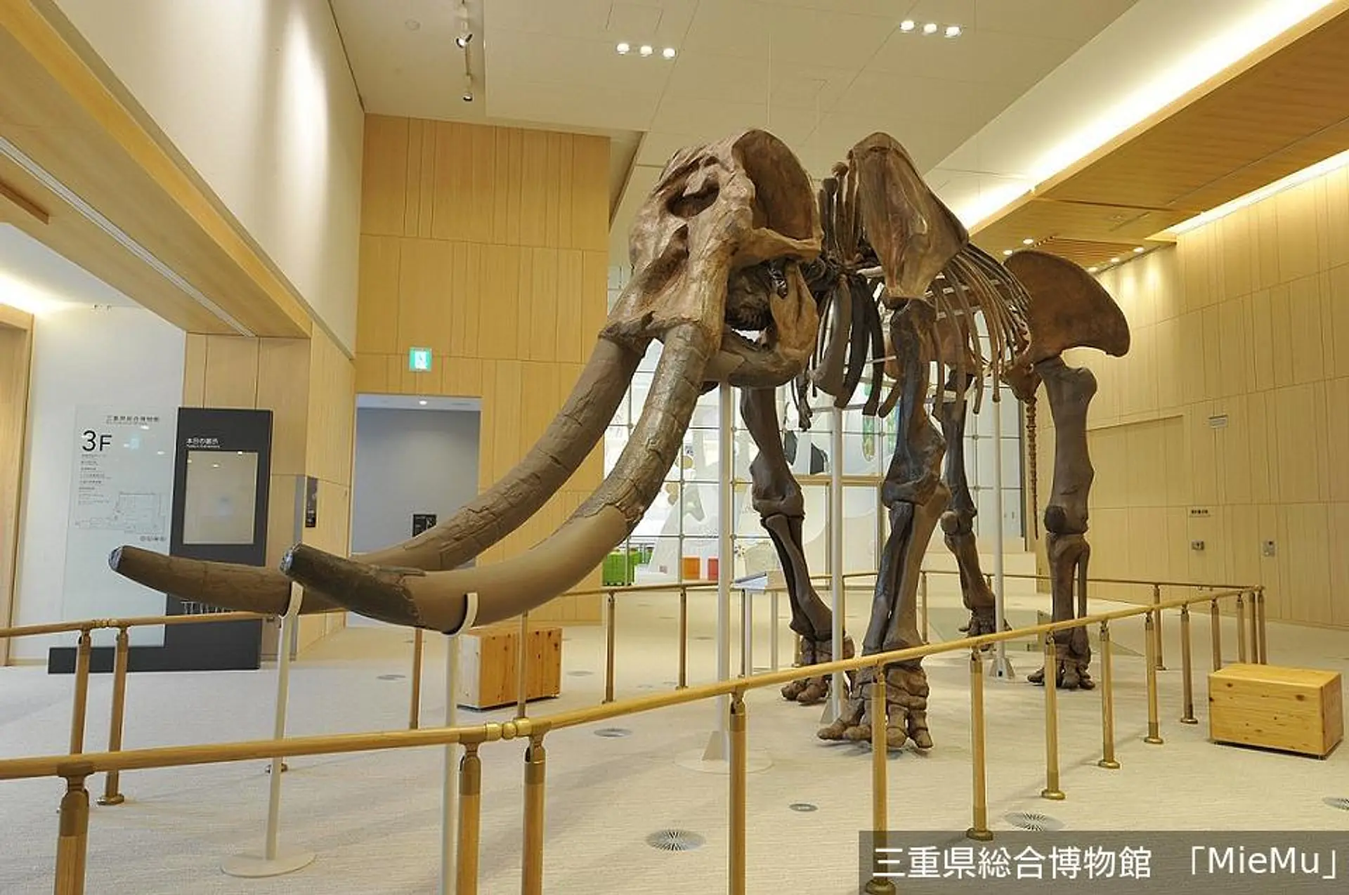 ミエゾウ　MieMu