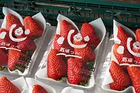 ニコニコファーム いちご農園ツアー 〜減農薬で育てる絶品いちごの秘密〜