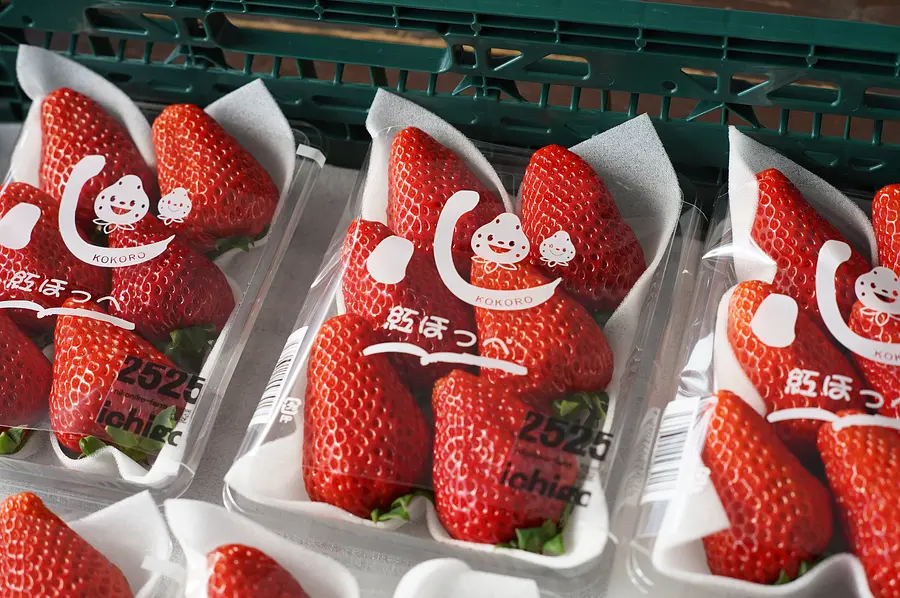 ニコニコファーム いちご農園ツアー 〜減農薬で育てる絶品いちごの秘密〜