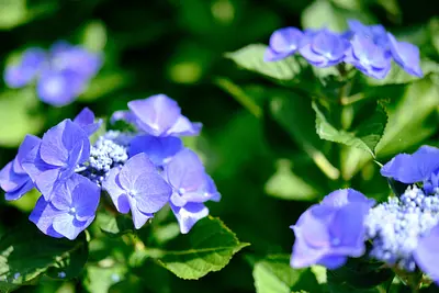 赤塚植物園のアジサイ（8）