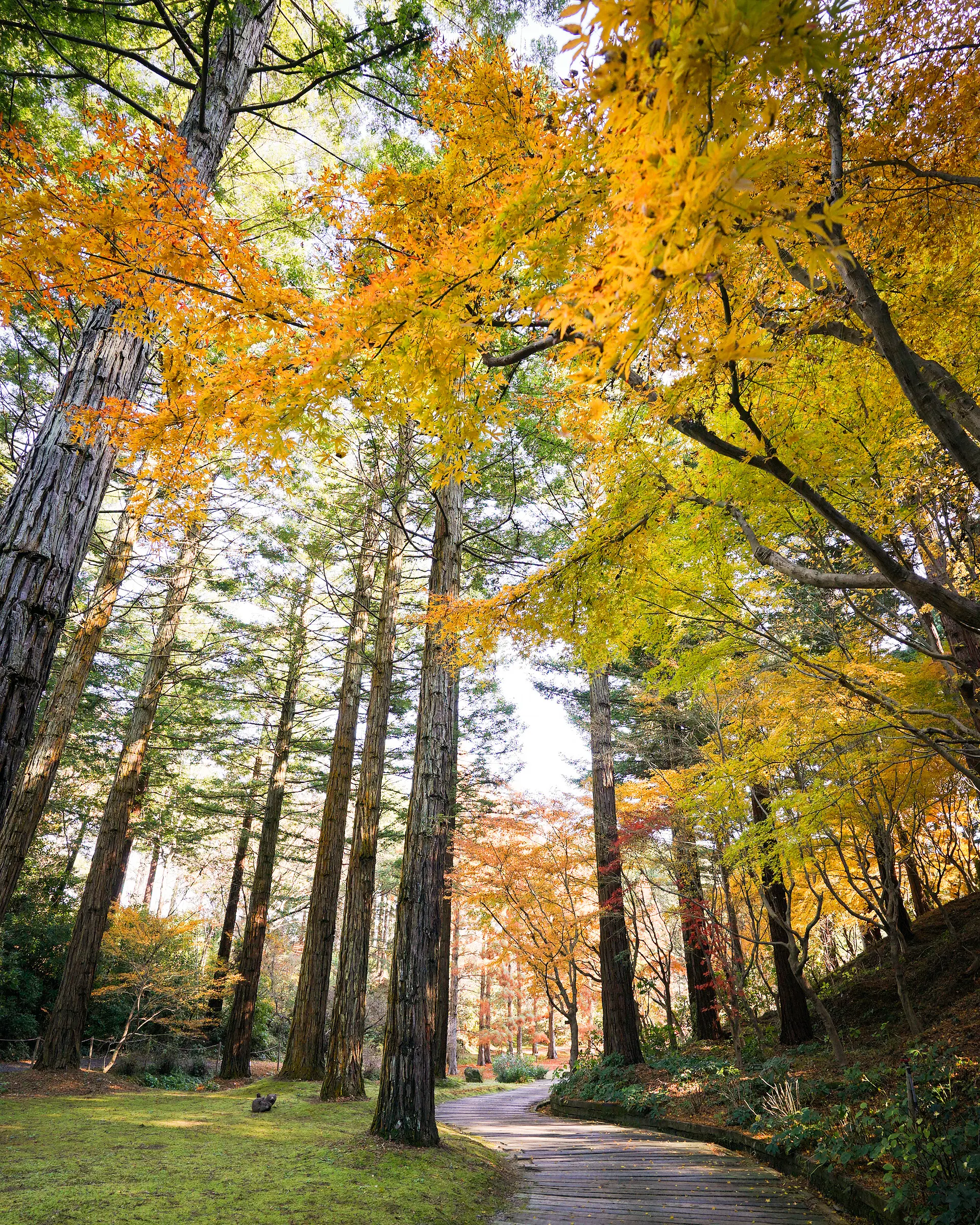 スイショウの並木