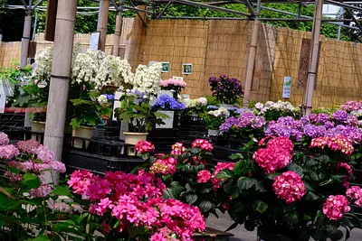 赤塚植物園のアジサイ（10）