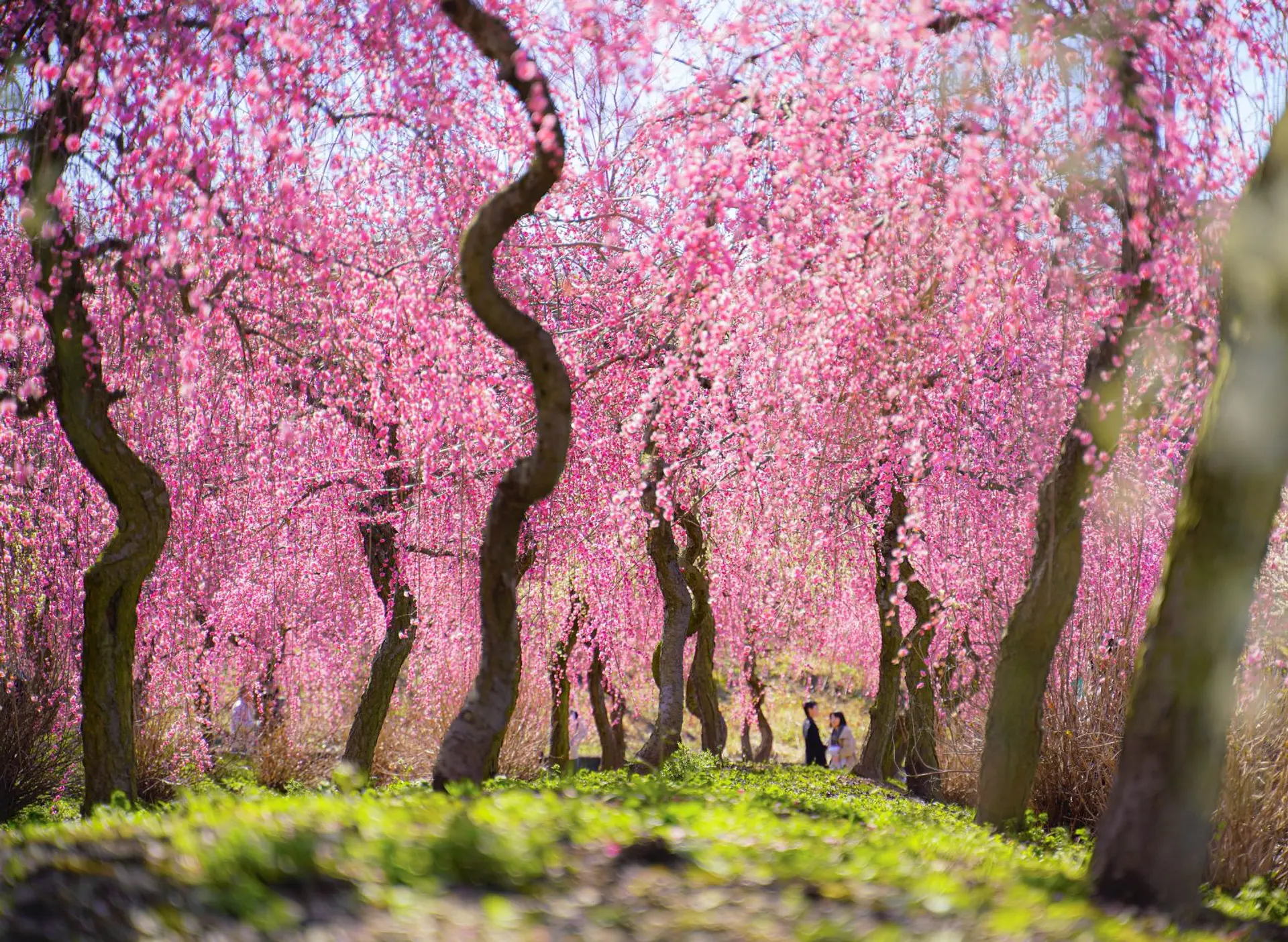 いなべ市農業公園の梅