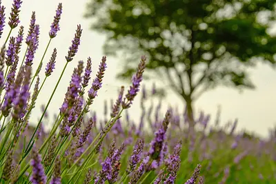 メナード青山リゾートのラベンダー（1）
